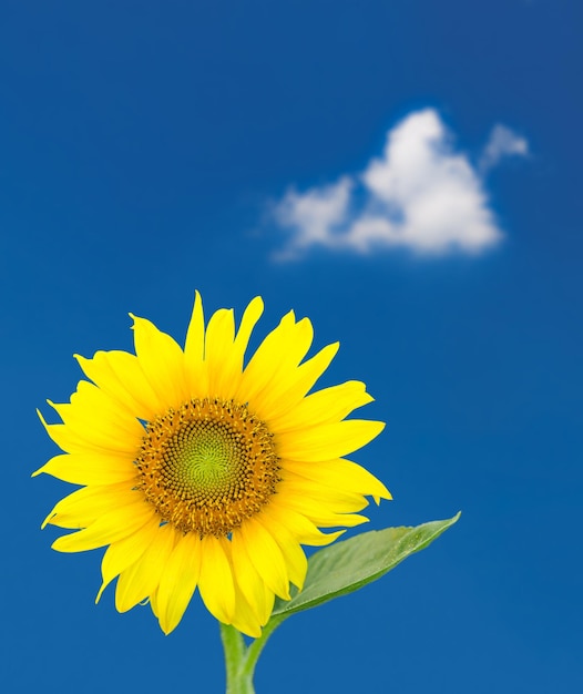 Enkele zonnebloembloesem tegen blauwe lucht