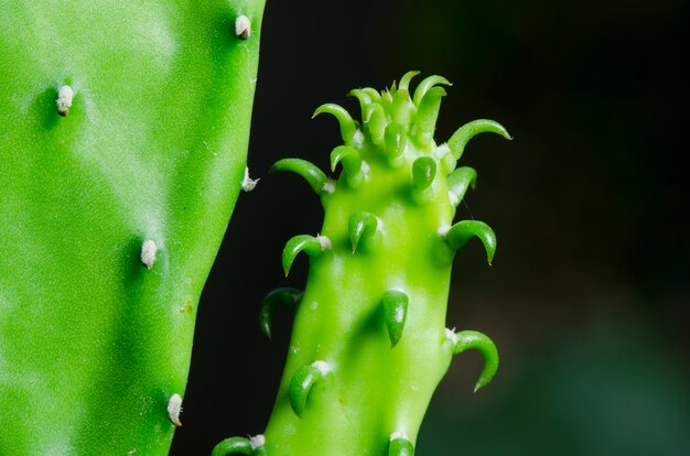 Enlarge Cactus germination, Macro shot close up