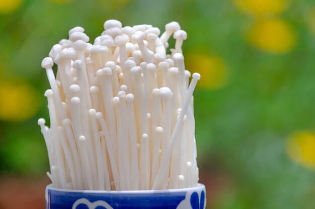 Enoki mushroom in blue cup