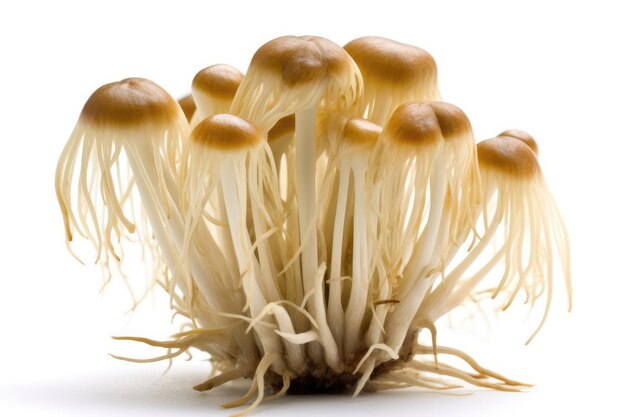 Enoki Mushroom Flammulina Velutipes на белом фоне Генеративный AI