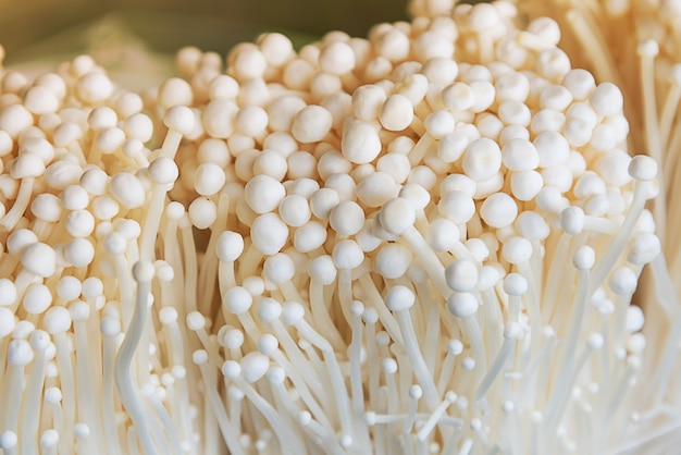 Enoki-paddestoel, gouden naaldpaddestoel