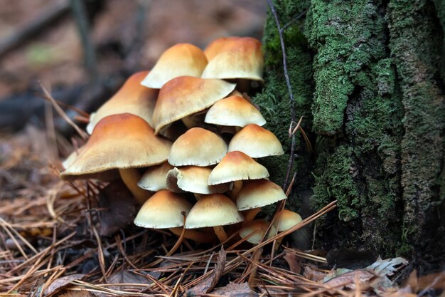 Enokitake mushroom, enoki, futu, seafood mushroom, growing edible gourmet and medicinal fungi on trees