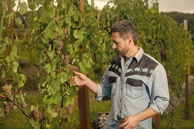 Enoloog met tuinschaar boer sneed wijnstok wijnmaker snijden druiventros