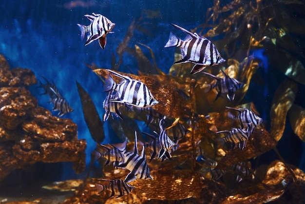 Enoplosus armatus Onderwater close-up van tropische vissen Leven in de oceaan