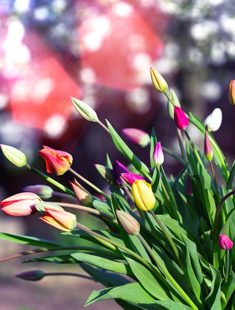 enorm boeket veelkleurige tulpen in een oud blikje in de tuin bij zonsondergang, lente en tuinieren