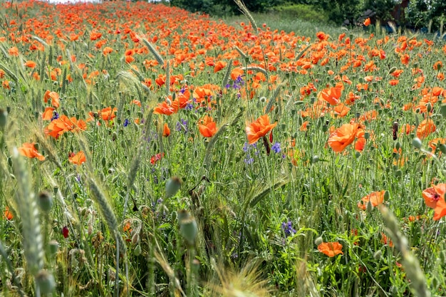 Enorm veld met rode klaprozen