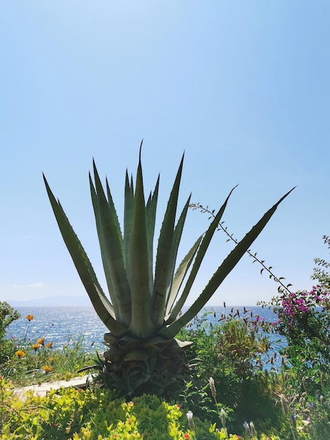 Enorme aloë op de achtergrond van de blauwe Middellandse Zee in de zomerachtergrond van Turkije Kusadasi