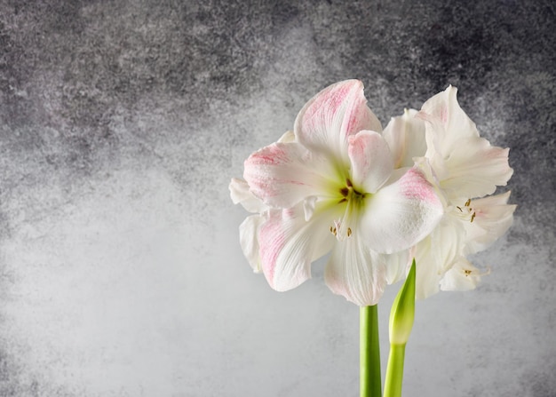 Enorme bloeiende roze en witte amaryllis bloemhoofd