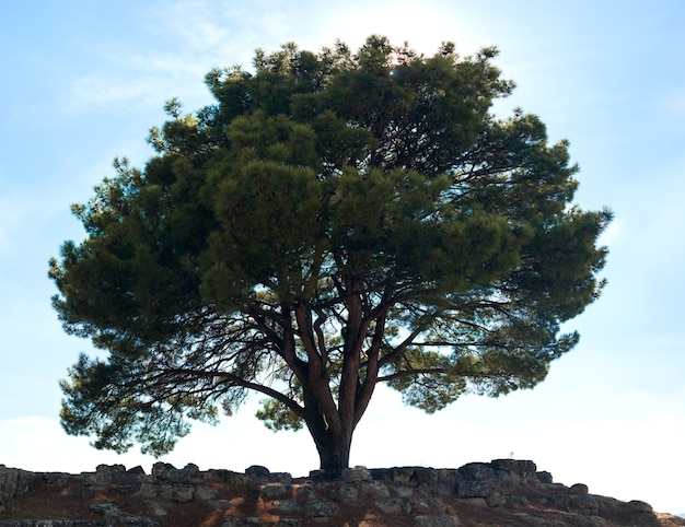 Enorme boom in pergamum