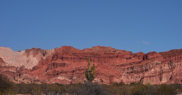 Enorme cactus omringd door prachtige bergen met roodachtige tinten