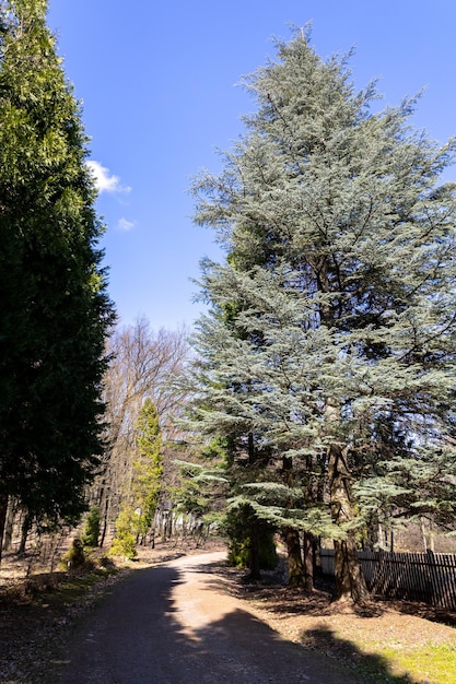 Enorme cederboom in het bos van de Karpaten, Oekraïne