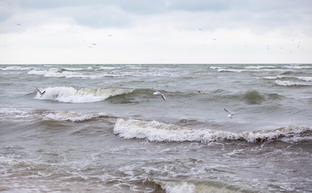 Enorme golven razen in de zee en meeuwen in de spray van golven Vogels vliegen over de golven