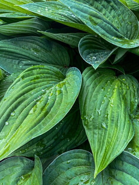 enorme groene bladeren van bloemen met druppels na regen