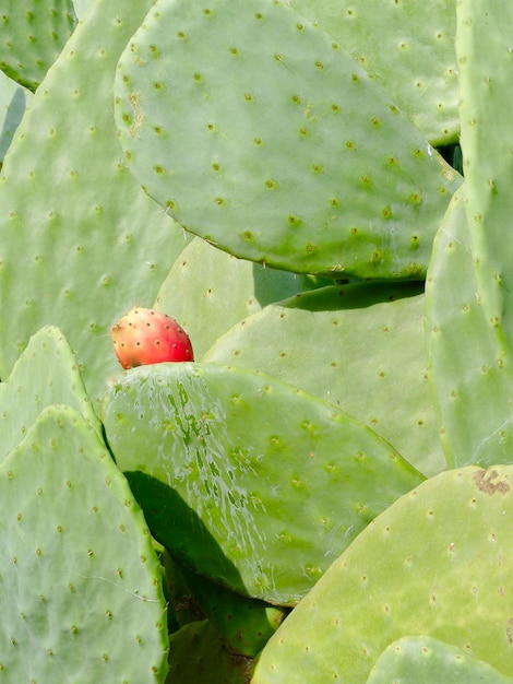 Enorme groene cactus die buiten groeit in landelijk gebied van Portugal Verticale foto
