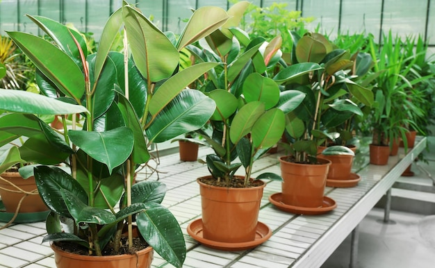 Enorme kas met veel bloemen en planten te koop