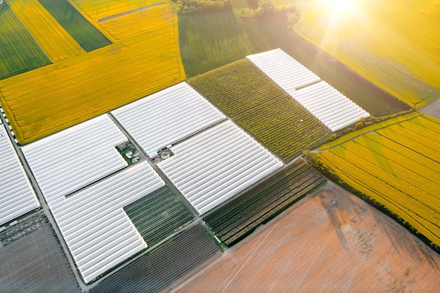 Enorme kassen voor het verbouwen van groenten en fruit Glastuinbouw in de velden landbouw