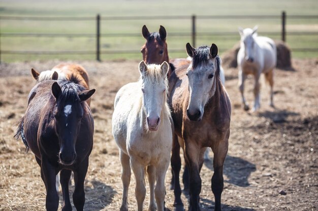 Enorme kudde paarden in het veld Wit-Russische trekpaardenras symbool van vrijheid en onafhankelijkheid