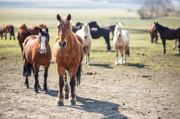 Enorme kudde paarden in het veld Wit-Russische trekpaardenras symbool van vrijheid en onafhankelijkheid