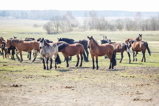 Enorme kudde paarden in het veld Wit-Russische trekpaardenras symbool van vrijheid en onafhankelijkheid