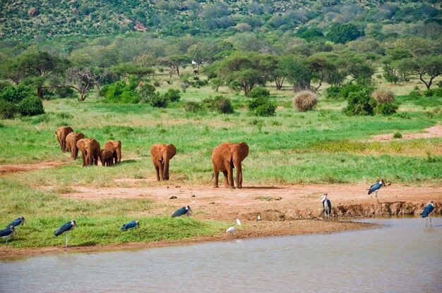 Enorme mannelijke Afrikaanse olifant