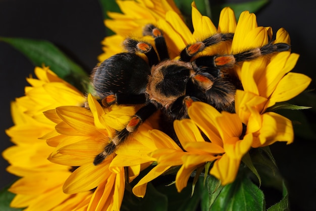 Enorme spin op een gele bloem