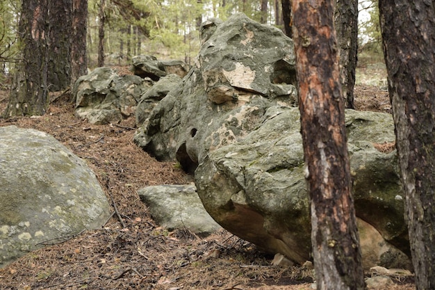 Enorme stenen in een dennenbos Skripino dorp Ulyanovsk Rusland de steen in het bos Skrzypinski Kuchury