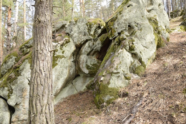 Enorme stenen in een dennenbos Skripino dorp Ulyanovsk Rusland de steen in het bos Skrzypinski Kuchury