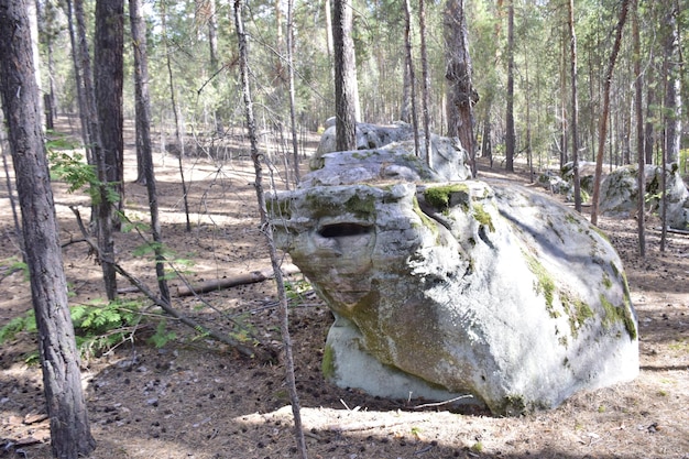 Enorme stenen in een dennenbos Skripino dorp Ulyanovsk Rusland de steen in het bos Skrzypinski Kuchury