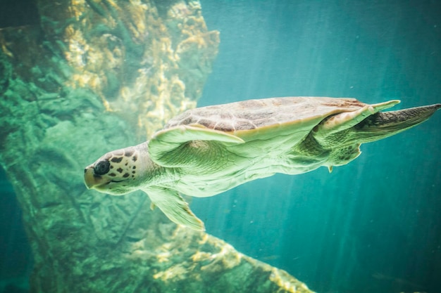 enorme zeeschildpad onder water naast koraalrif