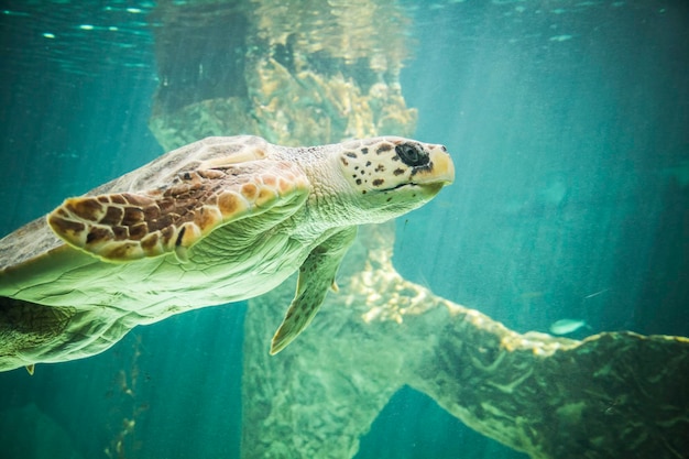 enorme zeeschildpad onder water naast koraalrif