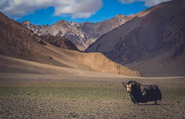 Enorme zwarte harige yak