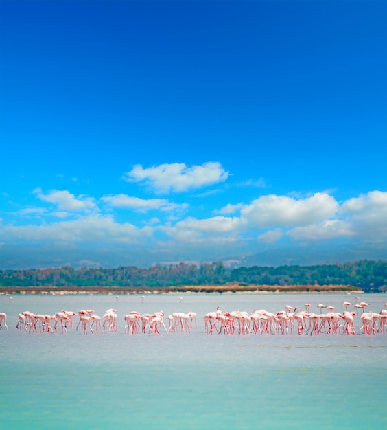 Enorme zwerm roze flamingo's in een vijver