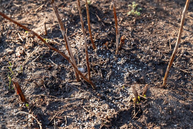 写真 植物の土を豊かにする 庭の春の作業のコンセプト