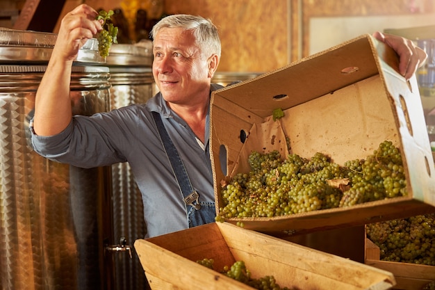 Enthusiastic winemaker looking closely at the cluster of white grapes in his hand while working an the winery