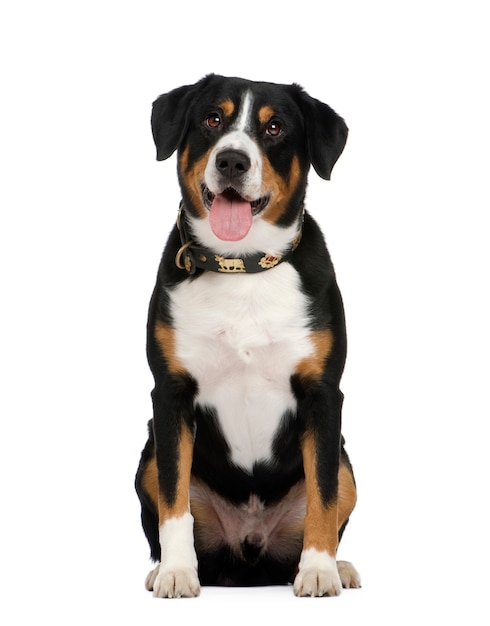 Entlebucher Mountain Dog