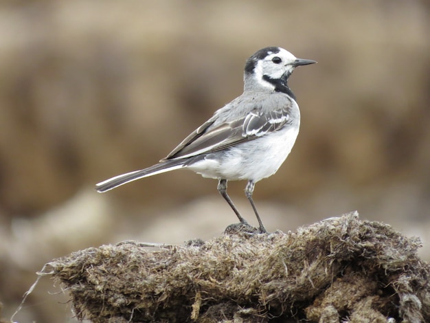 Environment and amazingly beautiful birds