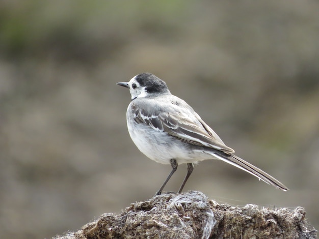 Environment and amazingly beautiful birds