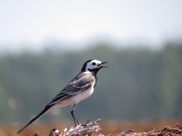 Environment and amazingly beautiful birds