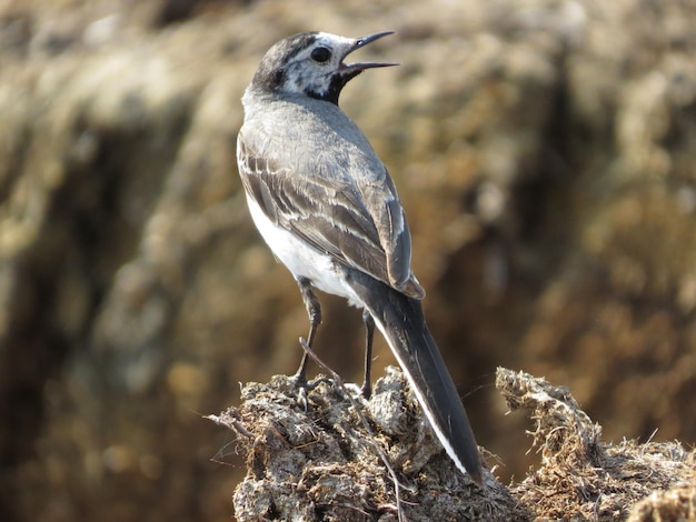 Environment and beautiful birds