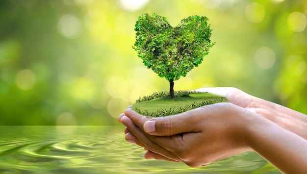 Ambiente giornata della terra nelle mani di alberi che crescono piantine bokeh sfondo verde mano femminile che tiene albero sulla natura campo erba concetto di conservazione della foresta