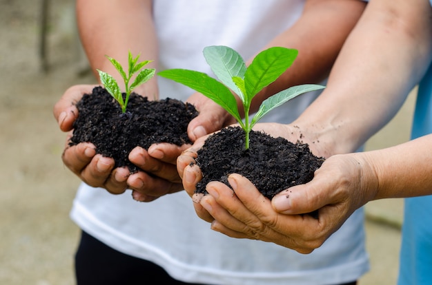 Environment Earth Day In the hands of trees growing seedlings