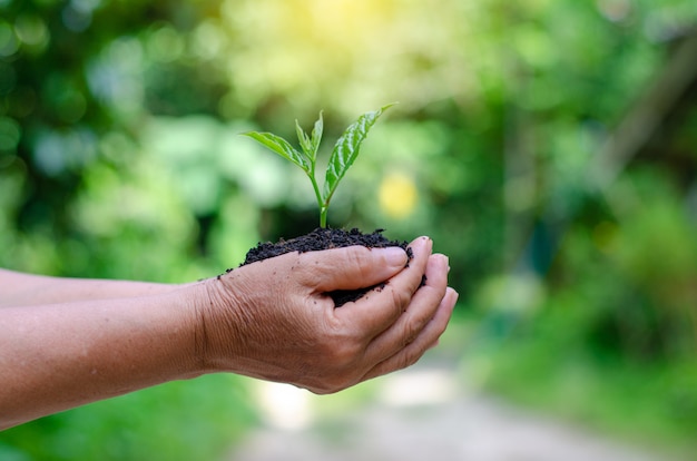 Ambiente earth day nelle mani di alberi che crescono piantine.