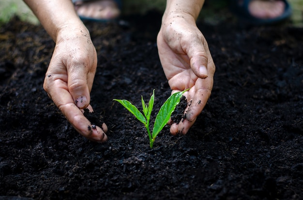 Environment Earth Day In the hands of trees growing seedlings. 