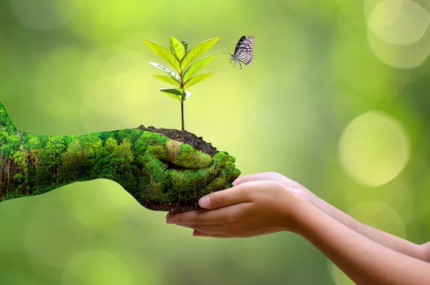 Фото День окружающей среды земли в руках деревья растут саженцы.