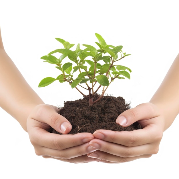 Environment Earth Day In the Tree plant in woman hand isolated on white background Forest conservation concept concept eco earth day Saving the environment ecology concept generate ai