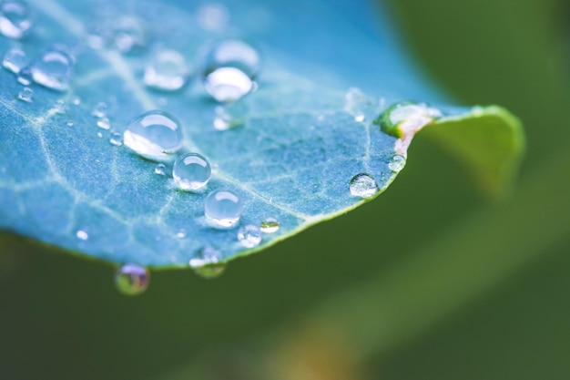 Environment freshness and nature concept Macro of big waterdrops on green leaf after rain Beautiful leaf texture