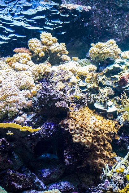 environment, seabed with fish and coral reef