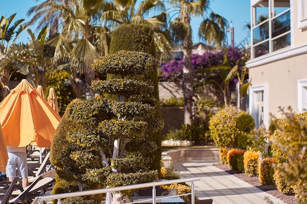 Environmental art decorative tropical tree with sunlight Decorative arrangements exotic plants travel and resort concept
