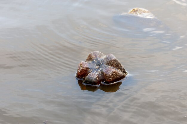 Environmental pollution with plastic