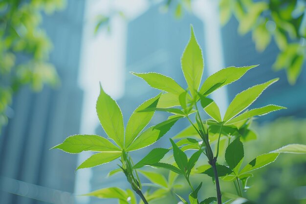 写真 環境に優しい緑の都市建築 摩天楼設計 都市計画 自然の葉